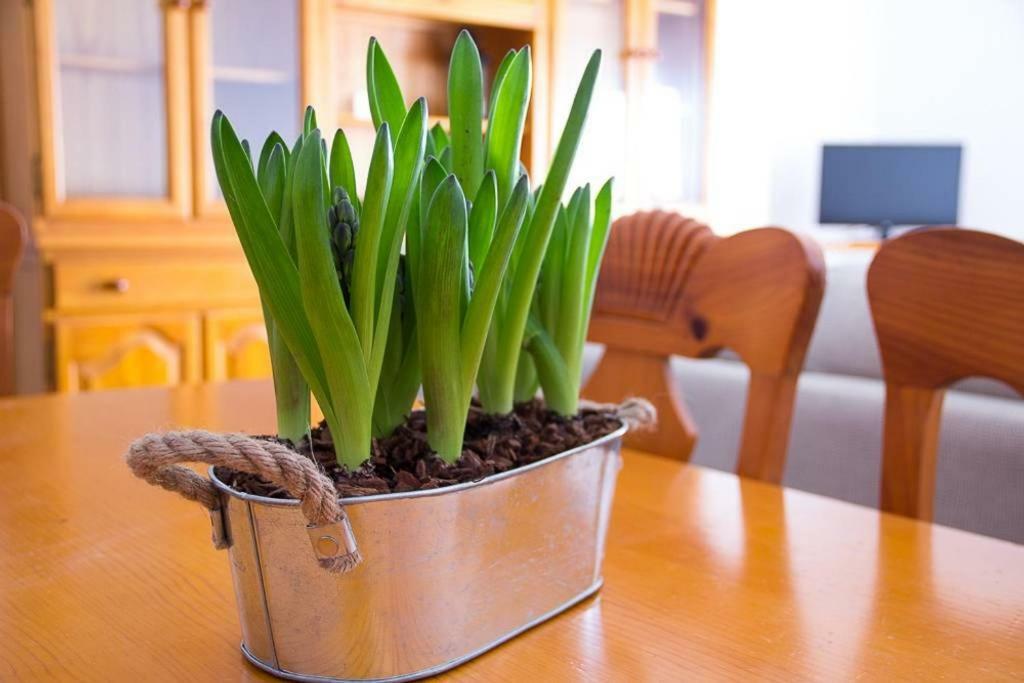 Apartamento Los Narcisos Чулілья Екстер'єр фото
