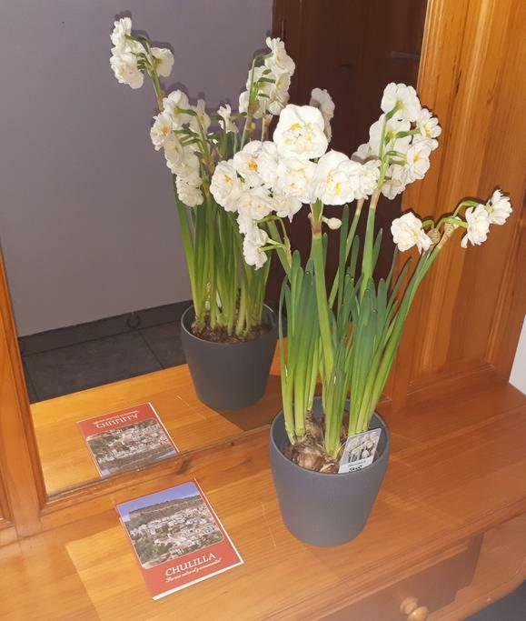 Apartamento Los Narcisos Чулілья Екстер'єр фото